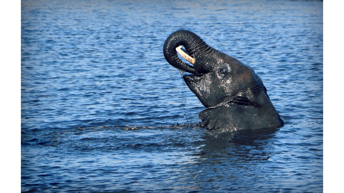 Comme Un Poisson Dans L Eau Un Elephant Prend Son Geo Fr