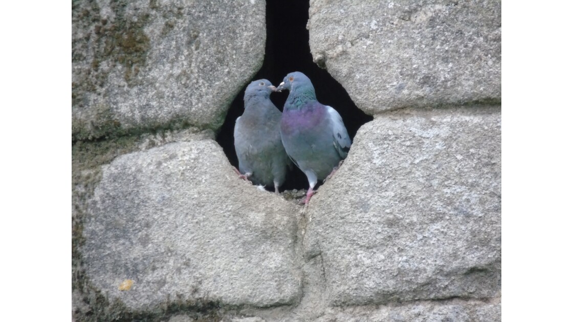 2 pigeons de Guérande