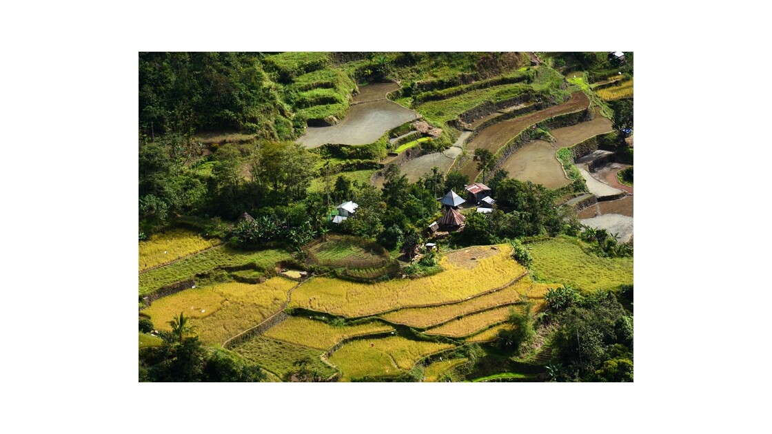 riziéres Philippines
