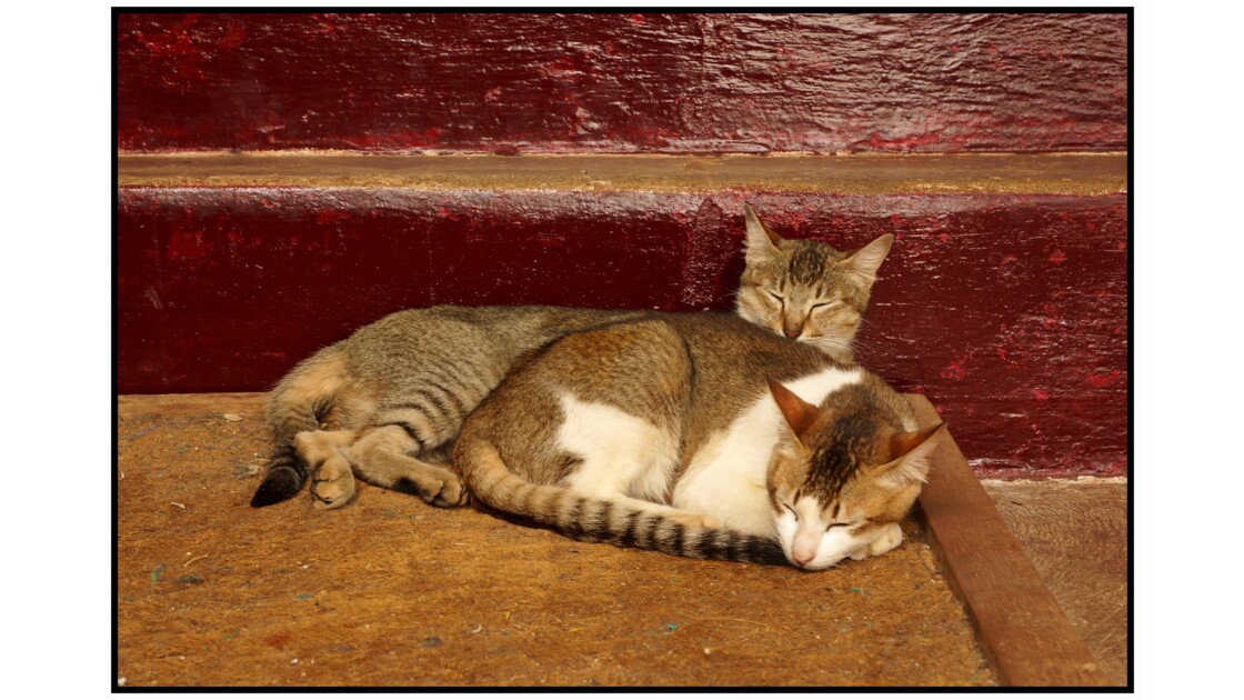 Pindaya - Les chats de Shwe U Min
