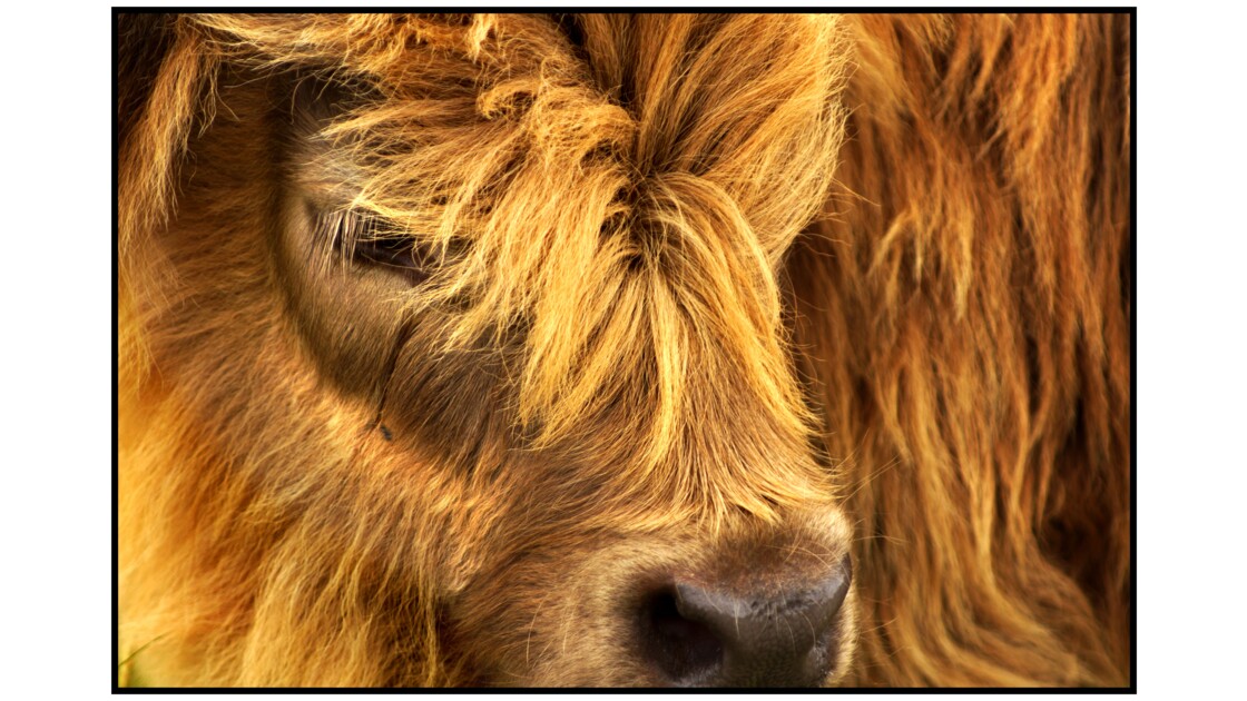 Glen Moriston - Highland cattle, veau Highland
