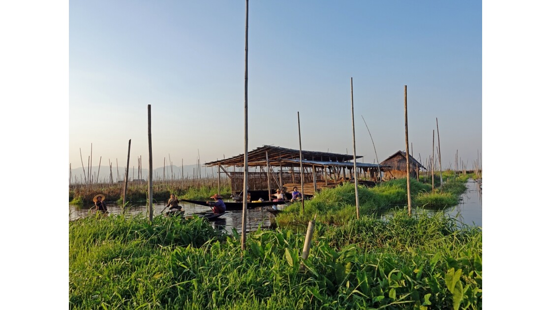 Myanmar Lac Inlé Jardins flottants 3