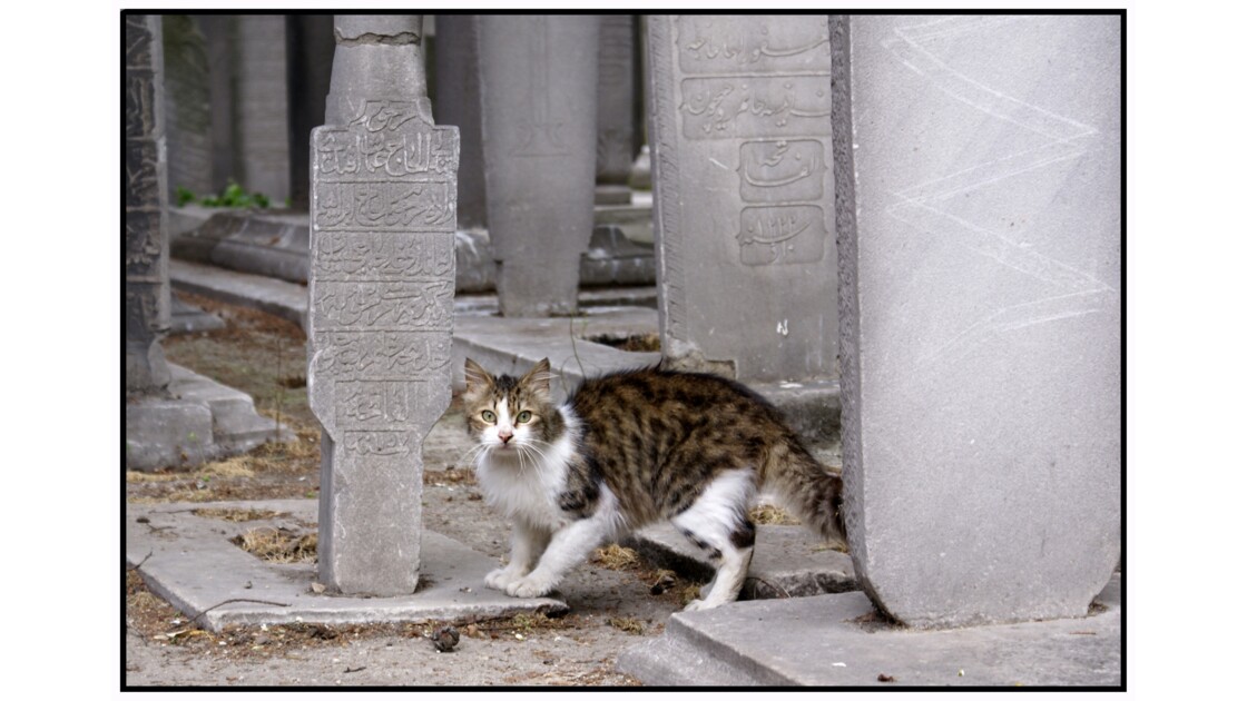 Istanbul - Les habitants du vieux cimetière du complexe religieux d'Eyüp