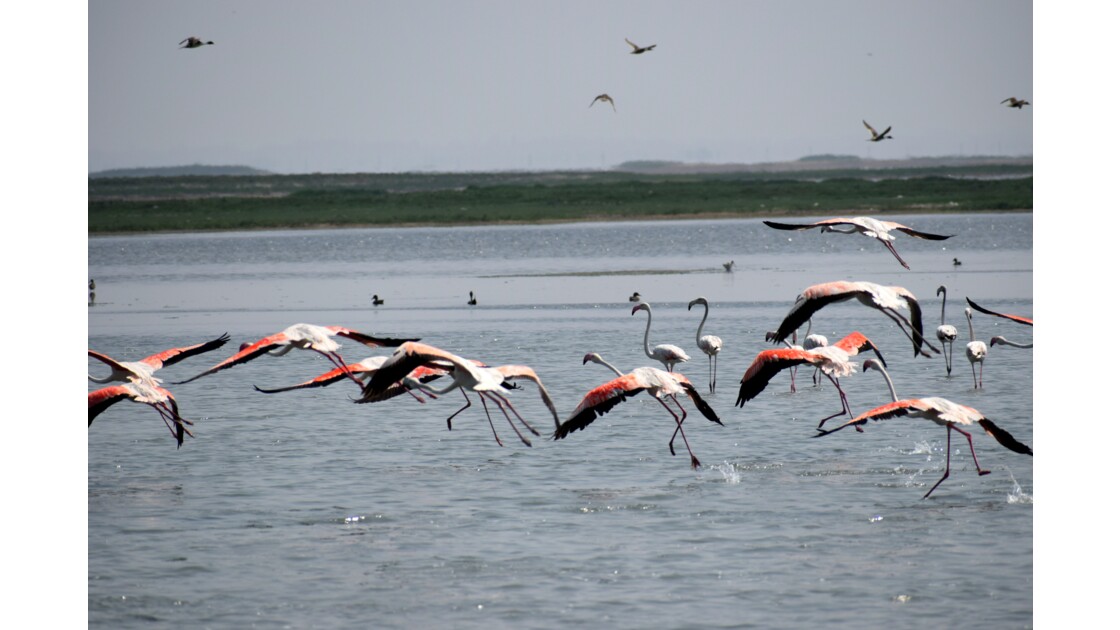Flamingos of Chilika