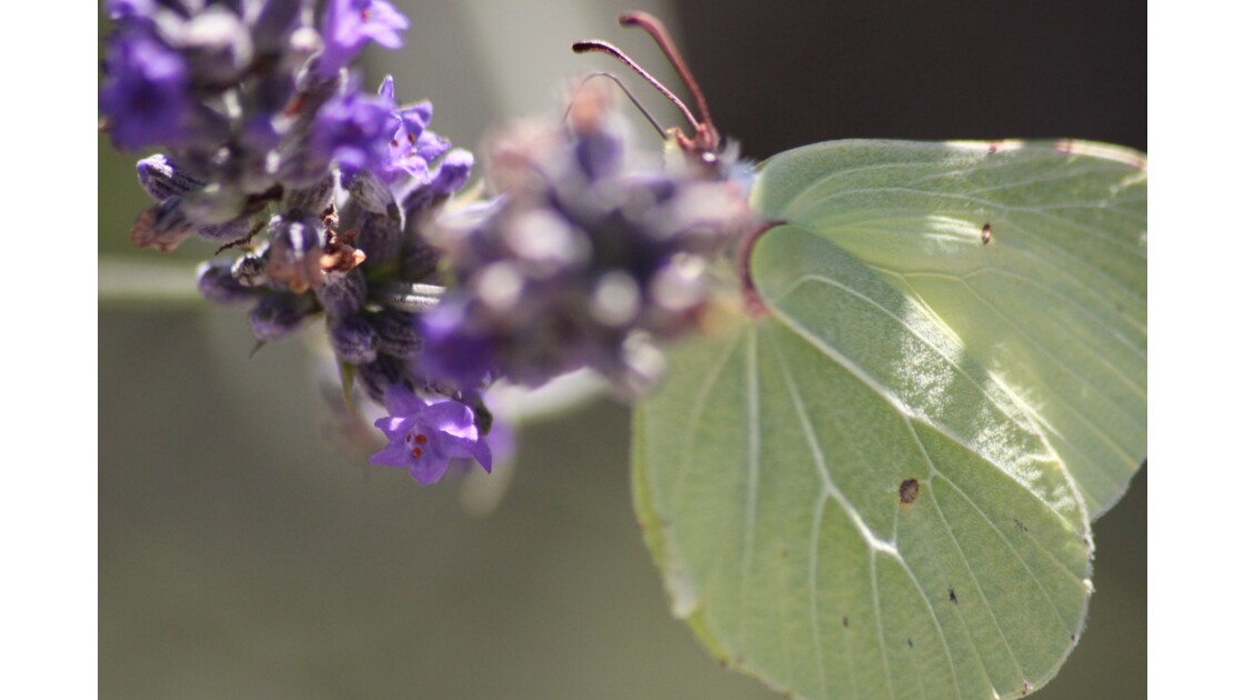 Papillons et insectes dans la lavande