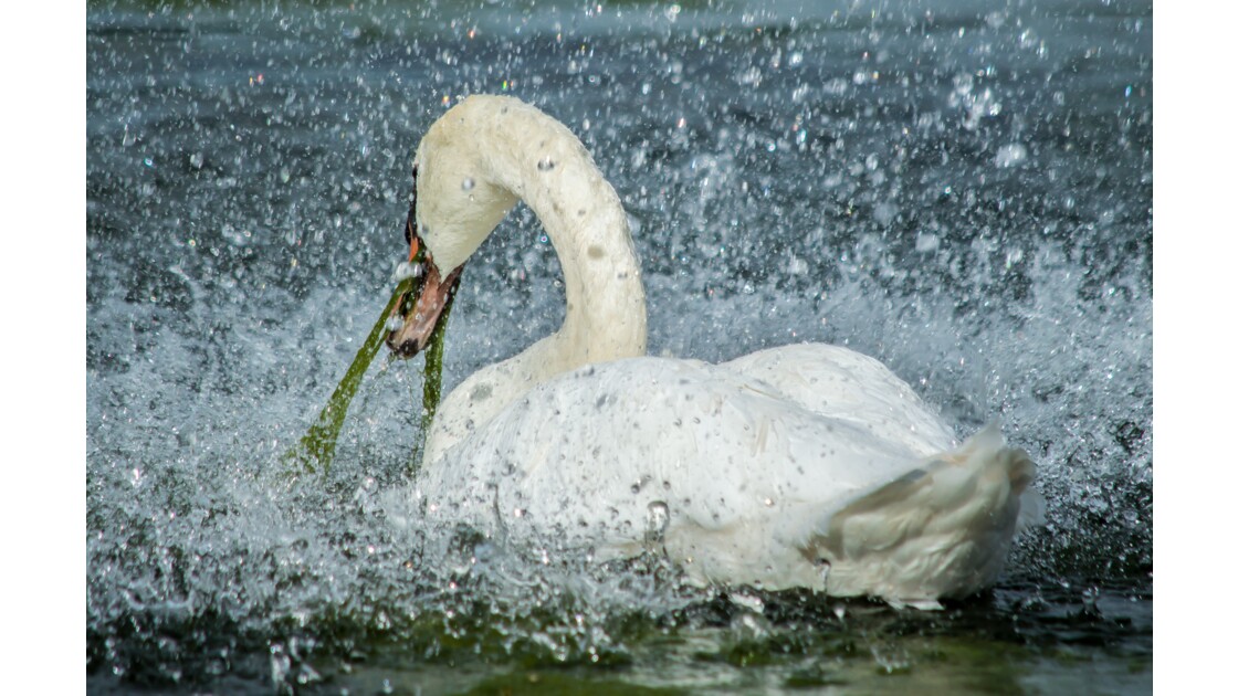 Le cygne, Les cygnes adorent manger des algues ! - Geo.fr