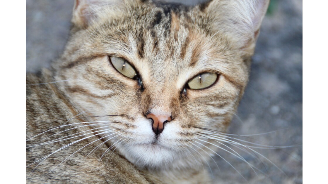 Regard Felin Dans Le Regard Du Chat On Peut Voir Geo Fr