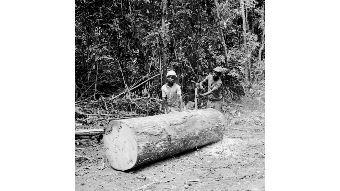 Congo 70 Forêt du Chaillu tronçonnage 10