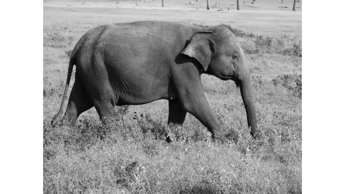 Un éléphant libre