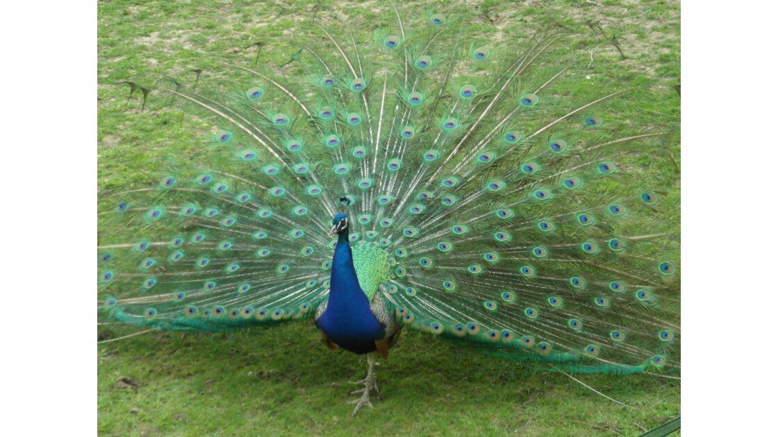 Paon, J'ai pris le paon au zoo de Beauval à SaintAignansurCher. Geo.fr Paon, J'ai pris le paon au zoo de Beauval à SaintAignansurCher. Geo.fr