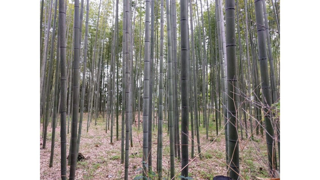 Dans les bambous