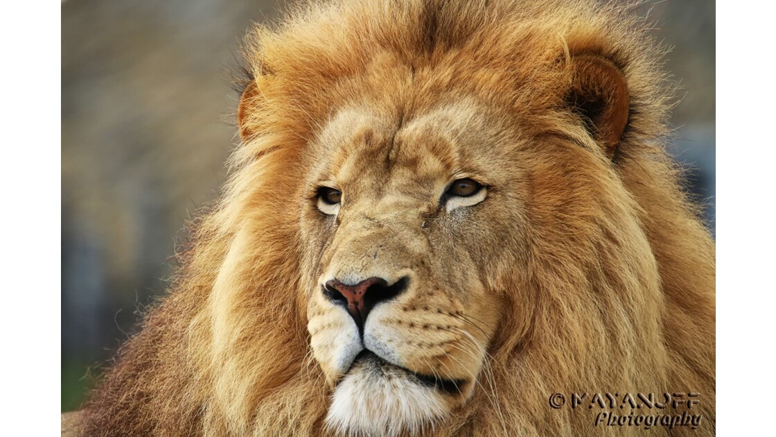 Le lion, roi de la savane