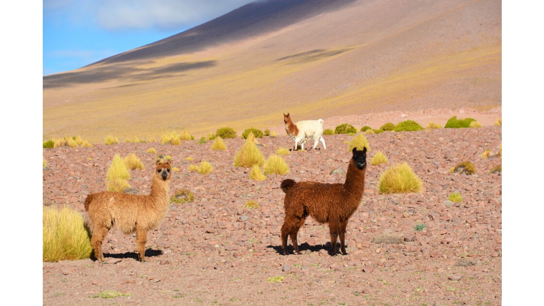 Lamas Bolivie