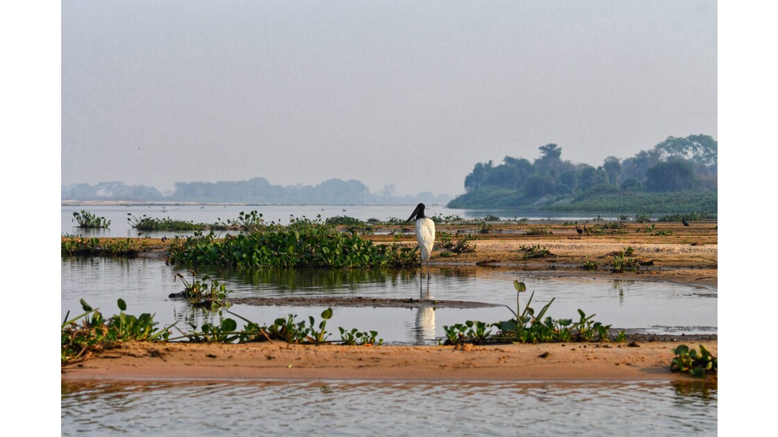 Animaux du Pantanal, Brésil