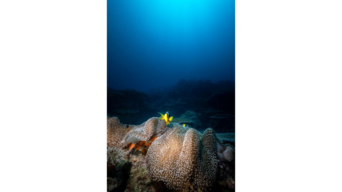 Mayotte reef 