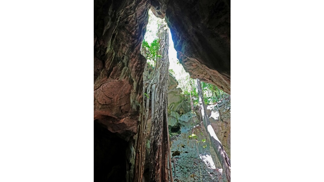La Jamaïque Green Grottos Caves Végétation 3