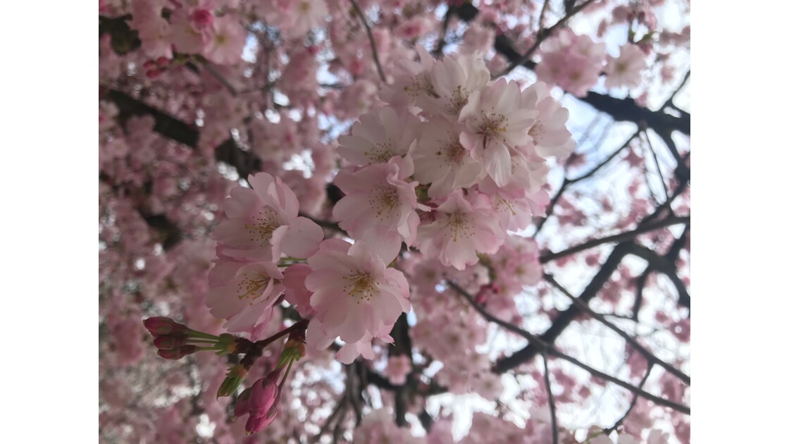 Cerisiers en fleurs 