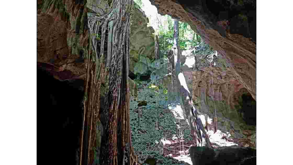 La Jamaïque Green Grottos Caves Végétation 1
