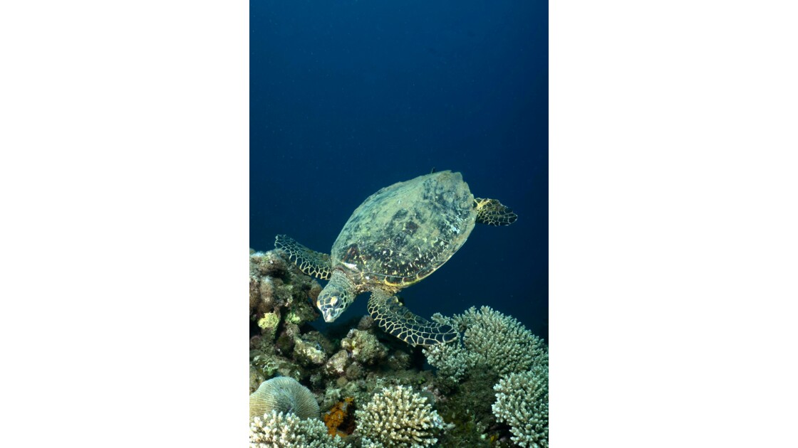 Mayotte coral reef 