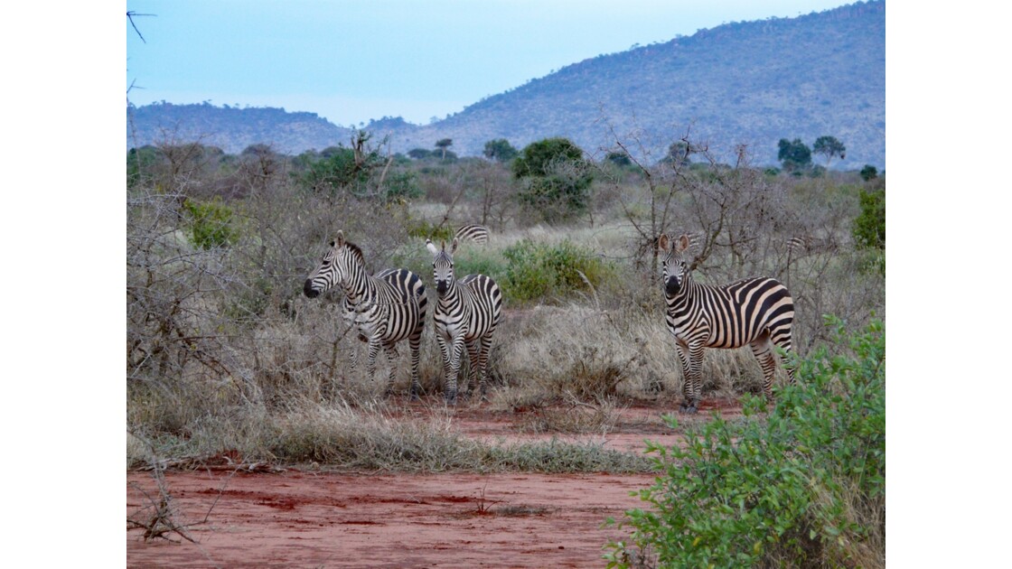 Kenya Tsavo Ouest Zèbres de grant