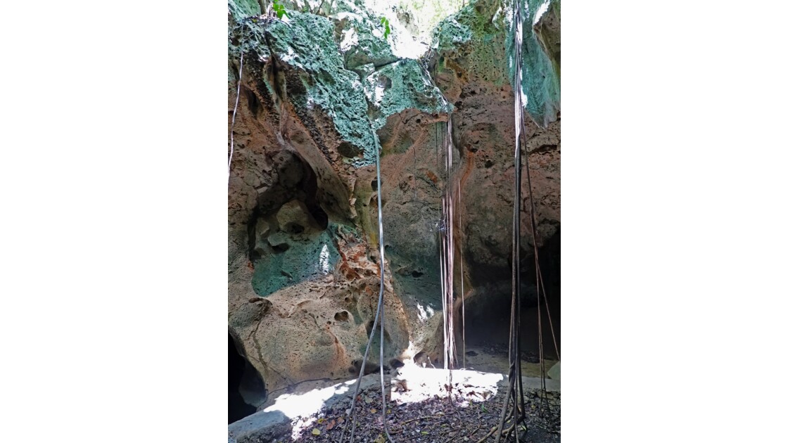 La Jamaïque Green Grottos Caves Végétation 5