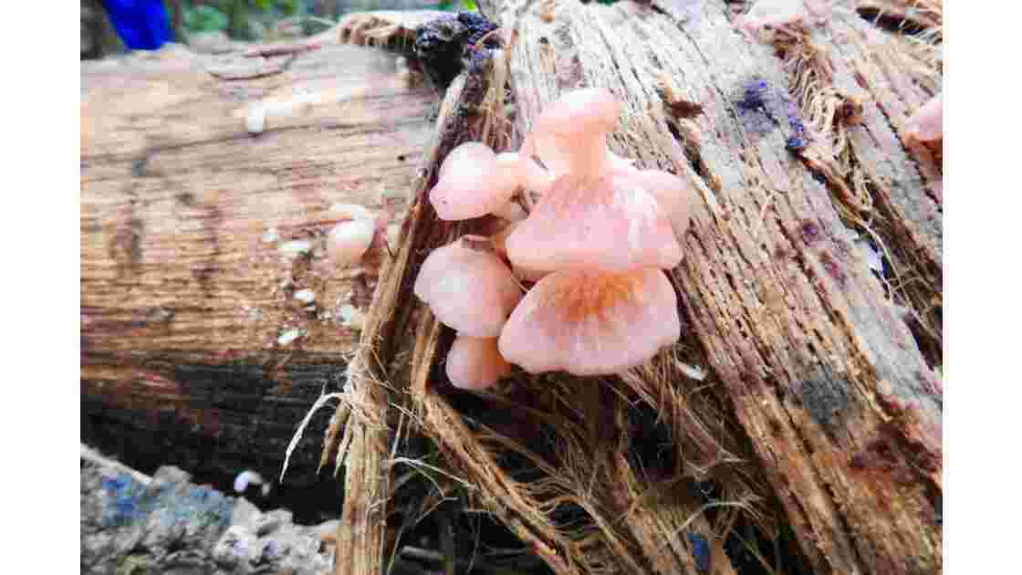 champignons roses