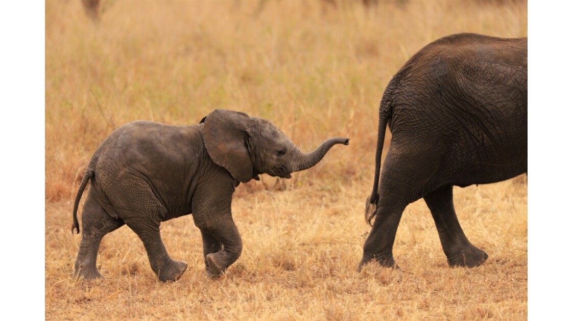 Eléphants d'Afrique - Tanzanie