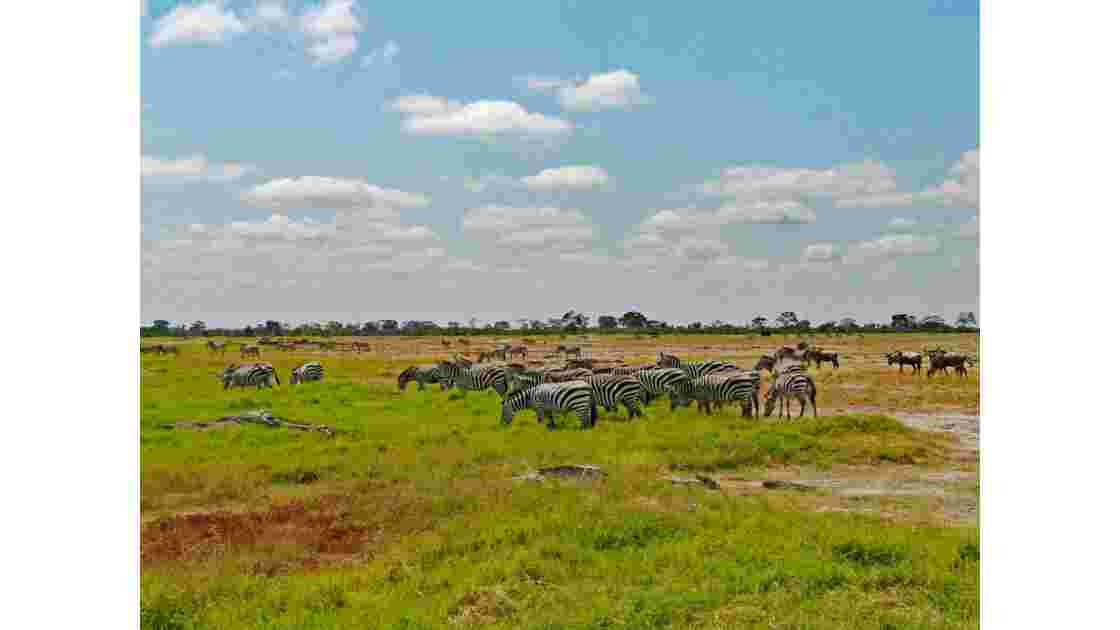Kenya Parc d'Amboseli Zèbres de Burchell 2