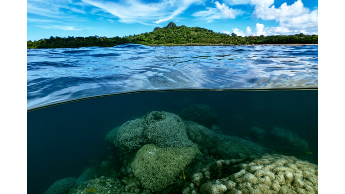 Coral reef Boueni Mayotte