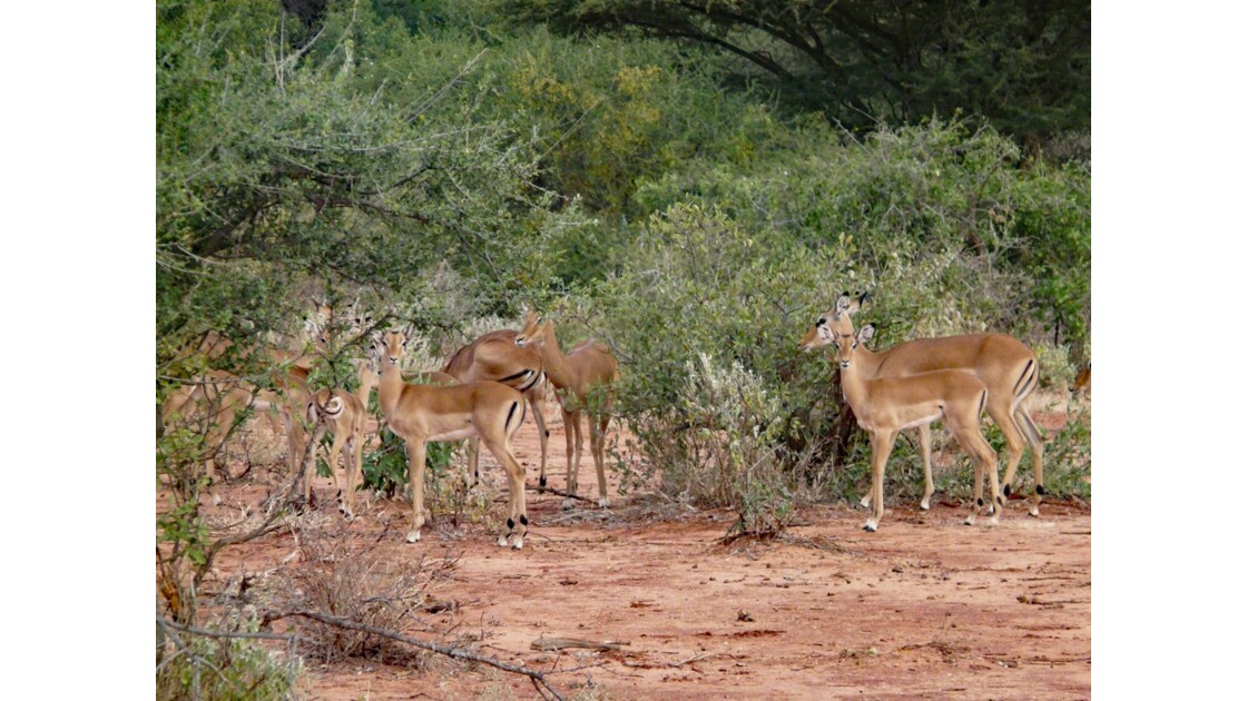 Kenya Tsavo Ouest Impalas 3