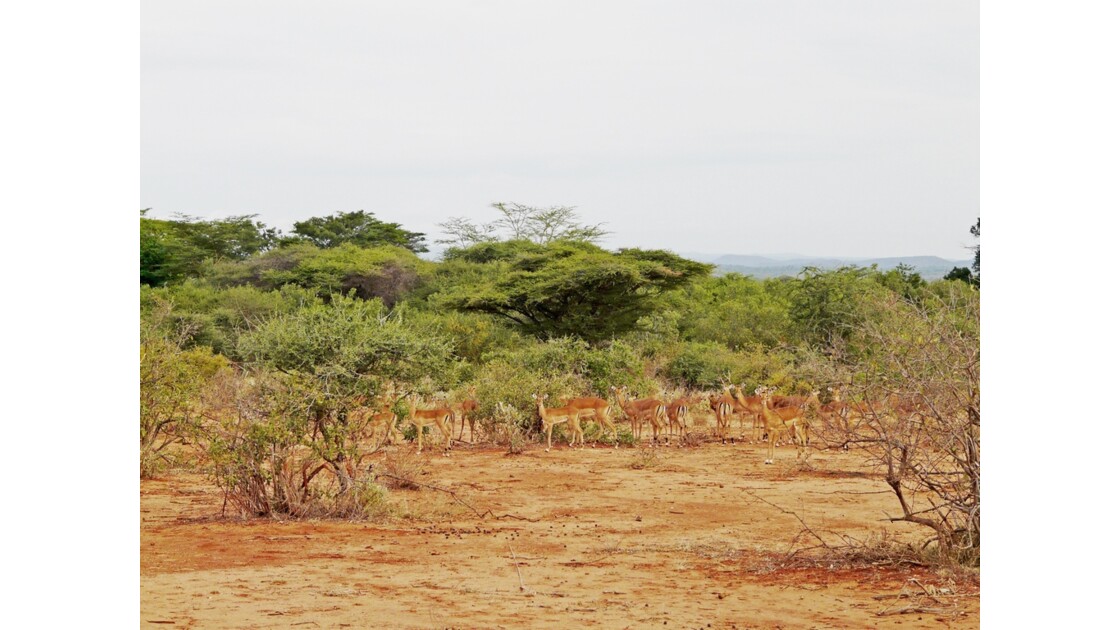 Kenya Tsavo Ouest Impalas 2