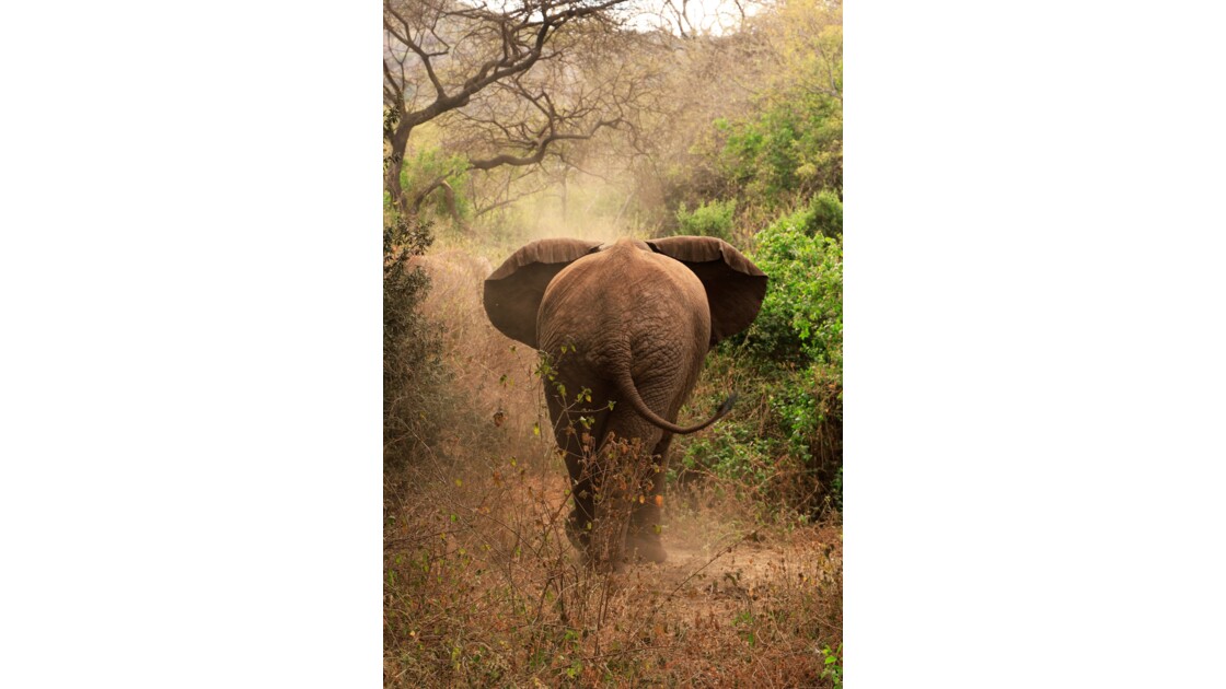 Eléphant d'Afrique - Tanzanie