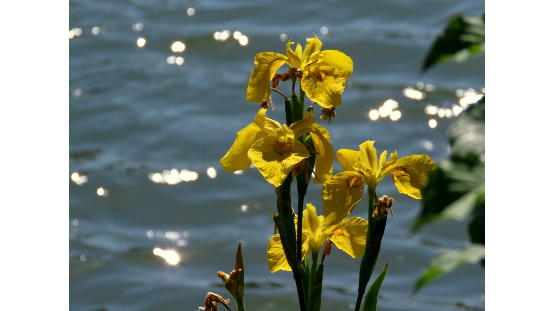Iris au bord de l'eau