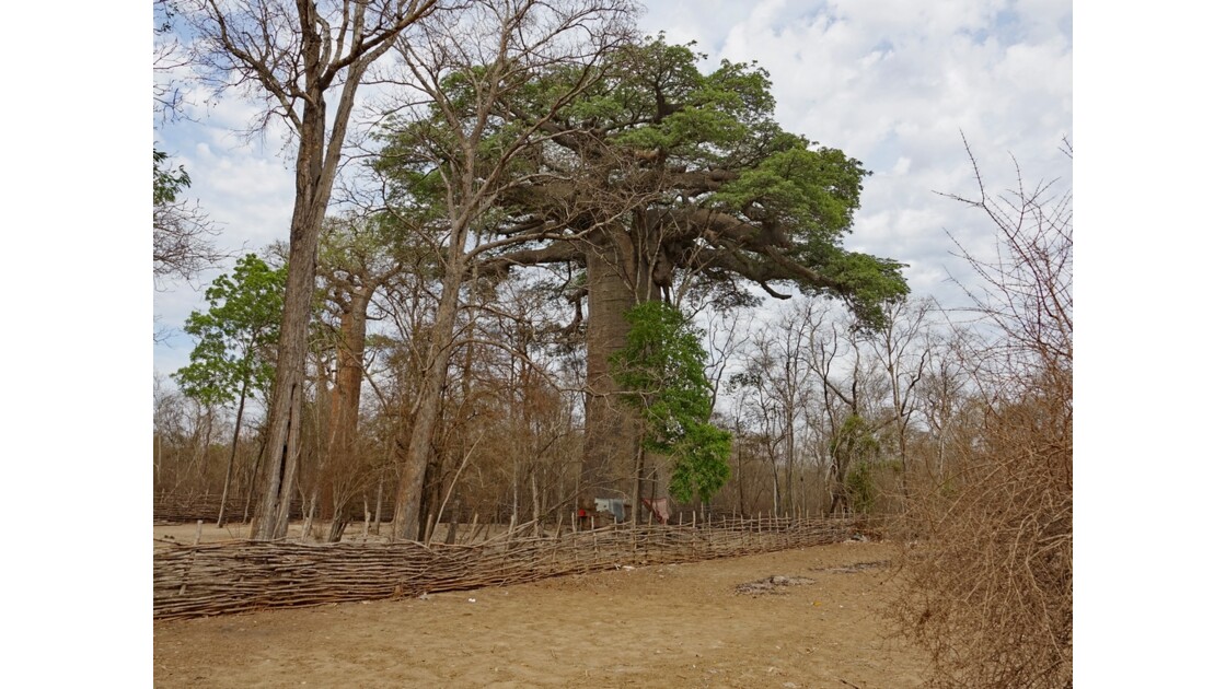 Madagascar  Piste de Morondava Baobab sacré 2