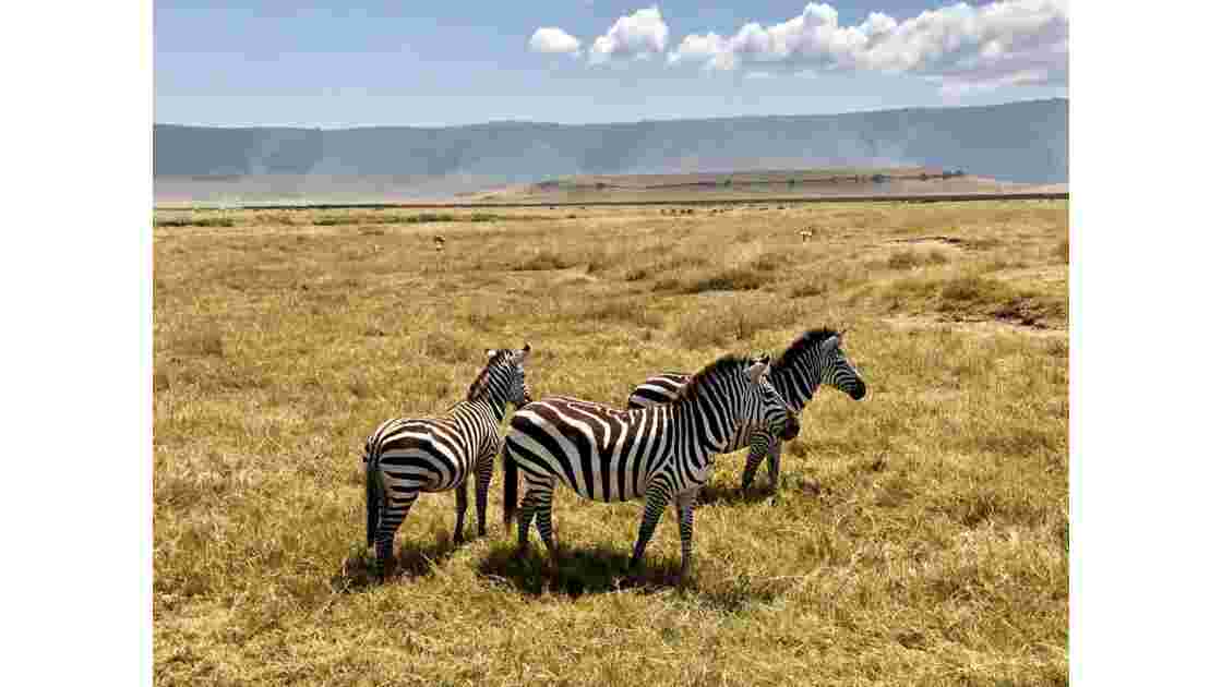 Zèbres dans le cratère du Ngorongoro