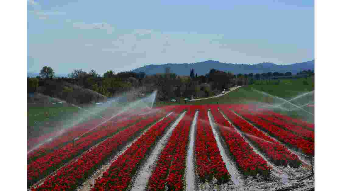 Champs de tulipes Provence 