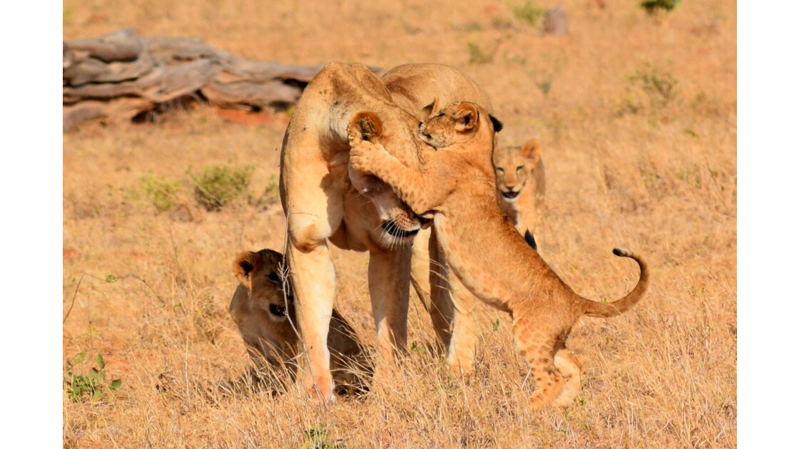 Lionne et ses petits 