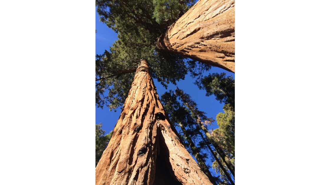 Giant Sequoia Trees, Sequoia National Park