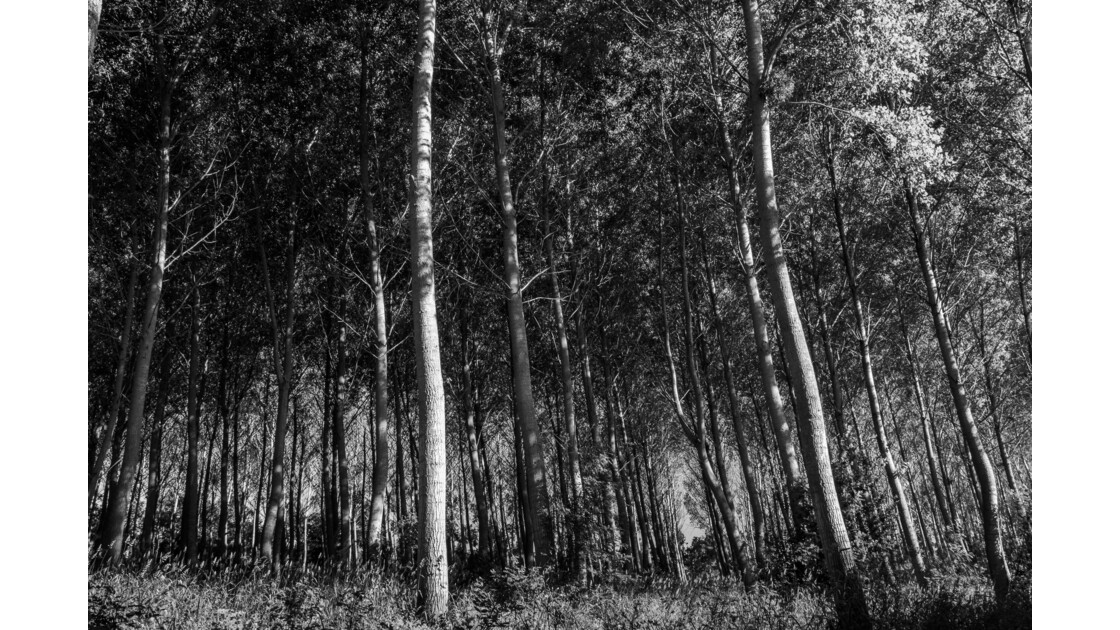 Forêt en noir et blanc