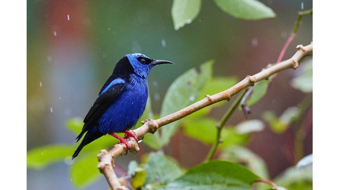 Faune du Costa Rica, Faune du Costa Rica lors d'un... - Geo.fr