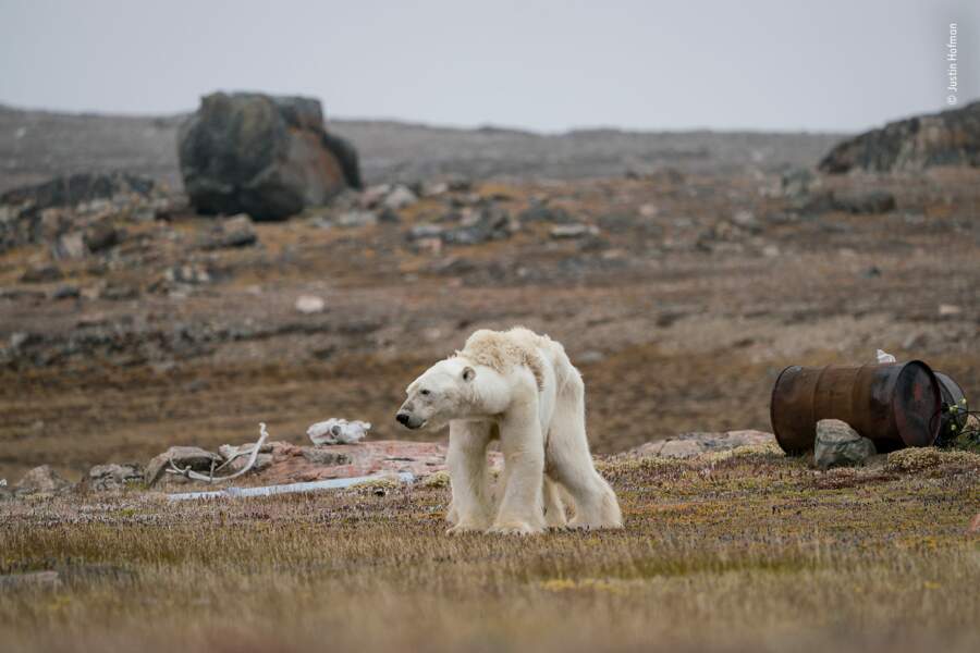 Un ours polaire en pleine lutte