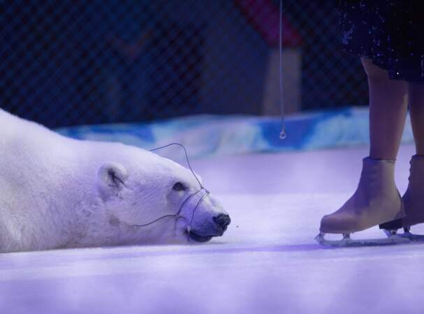 Un ours polaire et sa dresseuse Yulia Denisenko