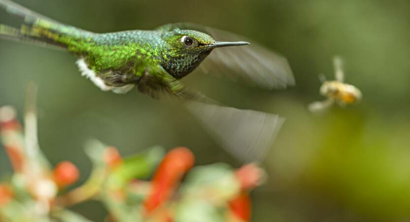 Dans la forêt amazonienne, en Equateur, abeilles et colibris se livrent une guerre du nectar