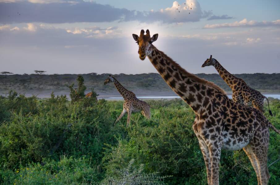 Participer à un safari-photo en Tanzanie