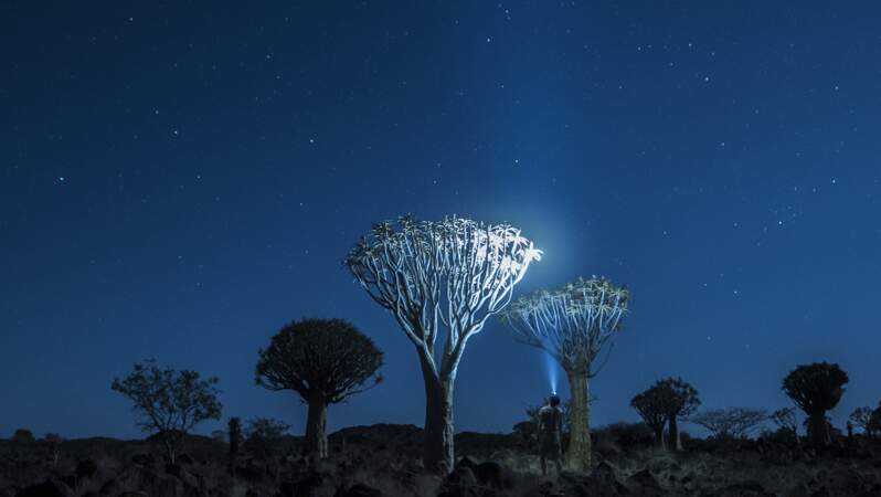 En Namibie, dans la Quiver tree Forest (forêt des arbres à carquois, Aloidendron dichotomum)