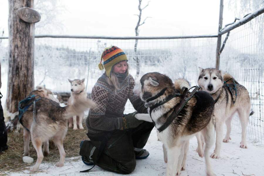 Tinja harnache ses huskies avant une expédition en pleine forêt