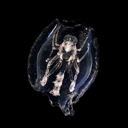Un amphipode aux allures d'alien