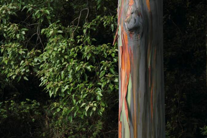 L’eucalyptus arc-en-ciel, dans la région Pacifique
