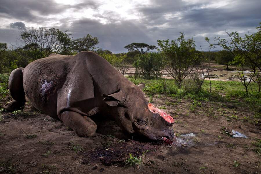 La guerre des rhinos / Brent Stirton (Afrique du Sud), grand prix "photojournaliste animalier : photo de l'année"