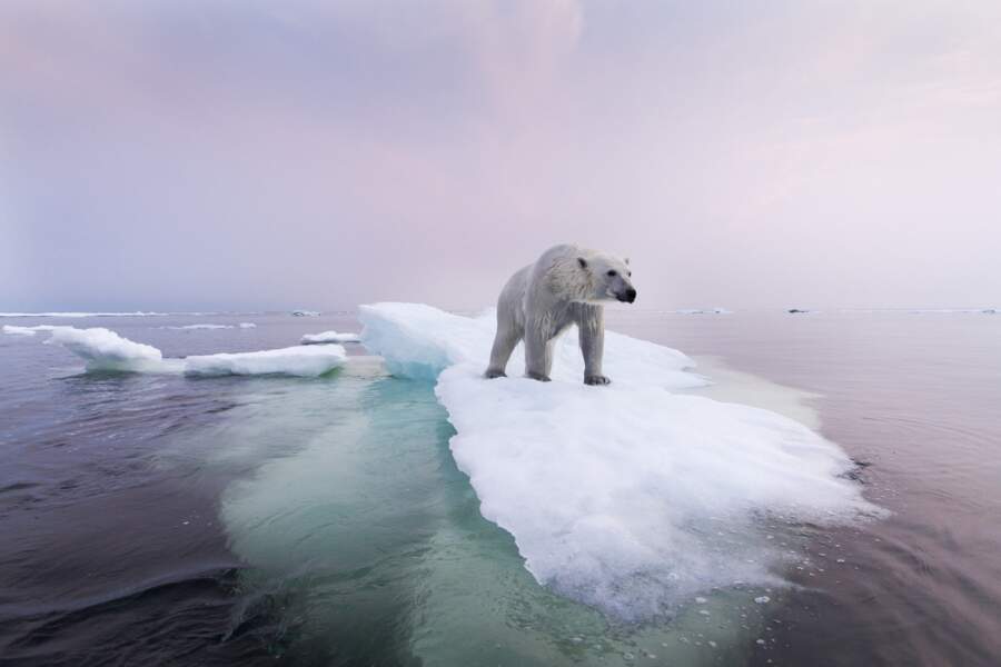 Fonte de la banquise, la survie de l’ours polaire tient à une fine couche de glace